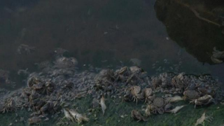 Küçükçekmece Gölü'nde ölü balık ve yengeçler kıyıya vurdu