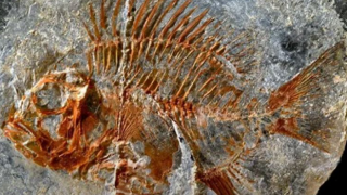 Meksika'da 95 milyon yıllık balık fosili bulundu