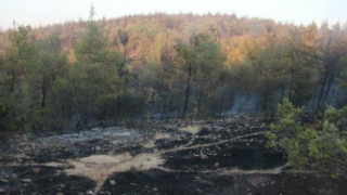 "Orman yakmak için keşif yapan 2 PKK’lı yakalandı" haberine valilikten yalanlama