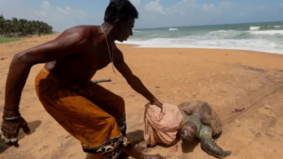 Sri Lanka'da ölü kaplumbağalar karaya vurmaya başladı