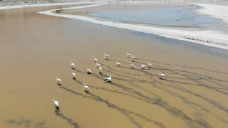 Yalıntaş Göleti kurudu: Flamingolar yaşam mücadelesi veriyor