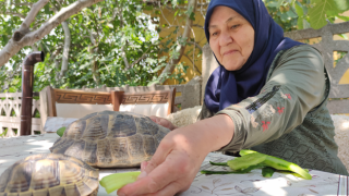 71 yaşındaki Zekiye Artut, bahçesindeki 3 kaplumbağayı elleriyle besliyor