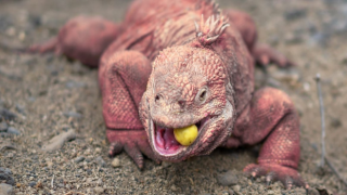 Bilim insanları, pembe Galapagos iguanalarının sayısını belirledi