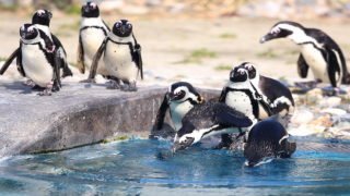 Bursa Hayvanat Bahçesi'nde penguenlerin taze sardalya keyfi