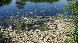 Büyük Menderes Nehri'nde sular çekildi! Binlerce balık öldü!