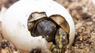 İnsan boyunda dev kaplumbağa yumurtası bulundu!