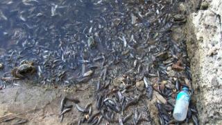 İstanbul'da balık ve yengeç ölümlerinin nedeni belli oldu