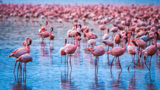 Kuraklık nedeniyle "Flamingolar" yer değiştirdi