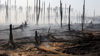 OGM açıkladı: "270 orman yangınından 267'si kontrol altında"