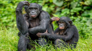 Şempanzeler ve Bonobolar: ''İnsanlar gibi selamlaşıyorlar''