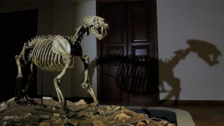 Sibirya'da 28 bin yaşında aslan yavrusu fosili bulundu