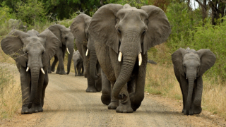 Sri Lanka'da "alkollü fil kullanmak" yasaklandı