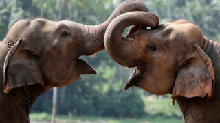 Sri Lanka'da doğan ikiz filler viral oldu