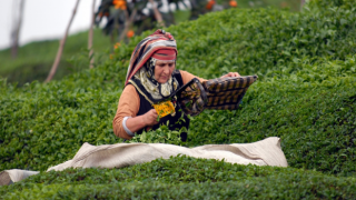 TZOB Başkanı Bayraktar: Özel sektörün, üreticiden aldığı çayın fiyatı 2 buçuk liraya düştü