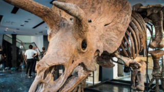 66 milyon yıllık ''Big John'' açık artırmaya çıkıyor