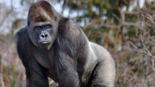 ABD'deki bir hayvanat bahçesindeki goriller Koronavirüse yakalandı