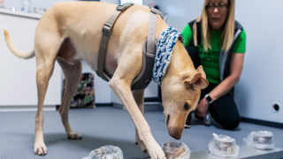 Almanya'da Koronavirüs testini artık köpekler yapabilecek