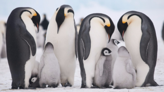 Daha önce bilinmeyen dev penguen türüne ait fosil bulundu