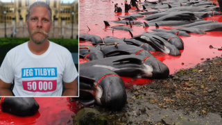 Hayvan hakları savunucusu Samuel Rostol'dan yunus ve balina katliamına tepki!