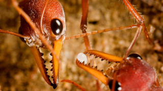Karınca dişleri insanlığın geleceği olabilir!