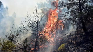 Kars'ta 3 noktada çıkan orman yangını kontrol altına alındı