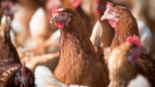TÜİK açıkladı: Türkiye'de tavuk eti ve yumurtası üretimi azaldı