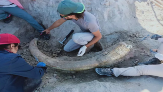 Türkiye'de 17 milyon yıllık fil dişi fosili bulundu