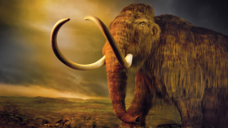 Yünlü mamutlar yeniden doğuyor