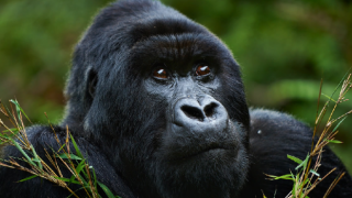 Dünyaca ünlü goril "Ndakasi" yaşamını yitirdi