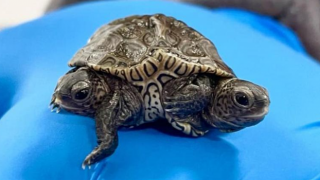 İki baş ve altı bacakla dünyaya gelen kaplumbağa gözlem altına alındı