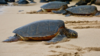 Nesli tükenmekte olan en az 300 ölü deniz kaplumbağası kıyıya vurdu