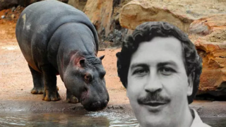 Uyuşturucu Baronu Escobar'ın su aygırları kısırlaştırıldı