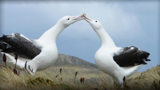 Albatrosların "ayrılık oranı" arttı
