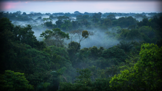 Amazon ormanları son 15 yılın en yüksek kaybını yaşıyor!