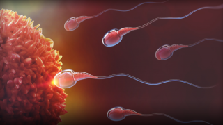 Hava kirliliğinin sperm sayısını azalttığı tespit edildi