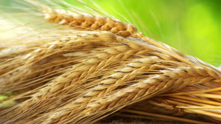 İyi Partili Ataş: Buğday ithalatında Çin'i bile geride bıraktık