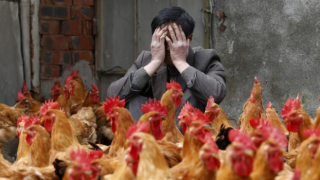 Japonya'da kuş gribi salgını büyüyor: Kriz masası kuruldu