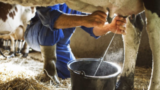 Mahmut Eskiyörük: Süt üretilemez hale geldi