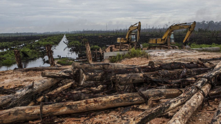 Ormansızlaşma hangi ülkelerde hızla devam ediyor?