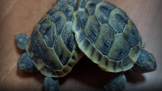 Yapışık ikiz kaplumbağalar koruma altına alındı