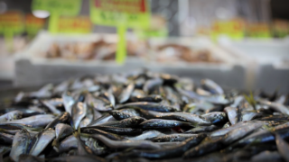 Balık fiyatlarının düşmesi bekleniyor