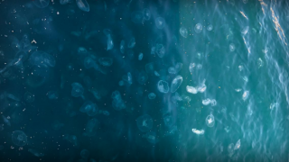 Marmara Denizi'nde denizanası istilası! Uzmanlar uyardı