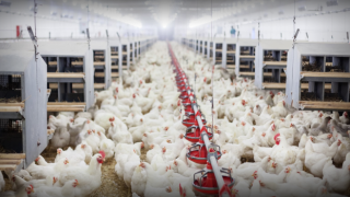 Tavuk eti üretimi ekimde yüzde 14 arttı