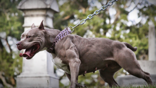Yasak köpek ırklarını açık alanda gezdirenlere ceza kesildi