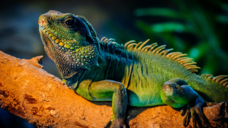 ABD’de meteorolojik uyarı: Dikkat! İguana ‘yağabilir’
