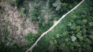 Dünyanın akciğerleri Amazon ormanlarında kayıp büyük!