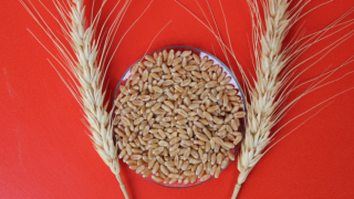 Ekmeklik buğdaya yüzde 23, arpaya da yüzde 24 zam