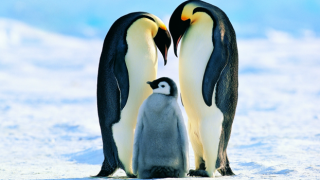 Eşcinsel penguenler Elma ve Lima çocuk sahibi oldu