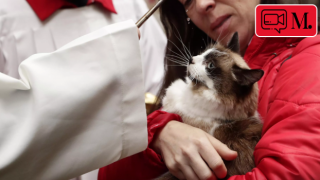 İspanya'da Aziz Anton Günü: Evcil hayvanlar kutsandı