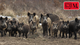 İstanbul'a domuz sürüsü indi